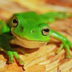 green frog on wood