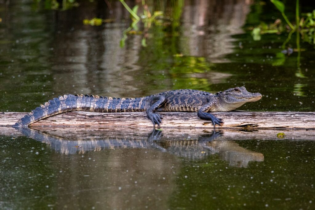 black crocodile on body of water during daytime