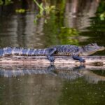 black crocodile on body of water during daytime